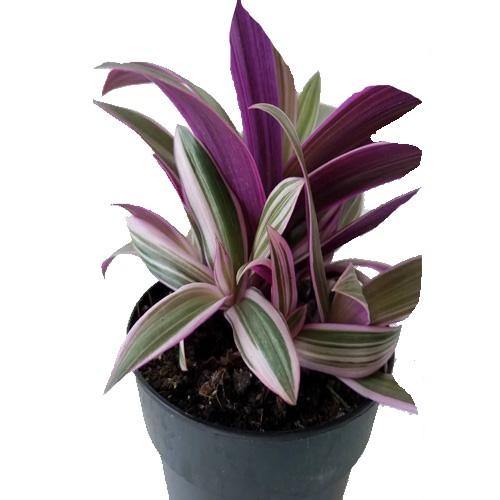 Rhoeo Discolor, Moses In The Cradle (small) - www.FOP.ae Buy online Best and Healthy Plants and quality products guarantee in Dubai Plants Shop in Dubai Abu Dhabi all over UAE Plants near me Fresh Plants in Dubai where to buy plants in UAE - FOP.ae