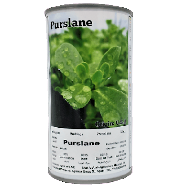 Purslane Seeds Tin - www.FOP.ae Buy online Best and Healthy Plants and quality products guarantee in Dubai Plants Shop in Dubai Abu Dhabi all over UAE Plants near me Fresh Plants in Dubai where to buy plants in UAE - FOP.ae