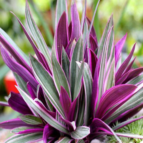 Rhoeo Discolor, Moses In The Cradle (small) - www.FOP.ae Buy online Best and Healthy Plants and quality products guarantee in Dubai Plants Shop in Dubai Abu Dhabi all over UAE Plants near me Fresh Plants in Dubai where to buy plants in UAE - FOP.ae