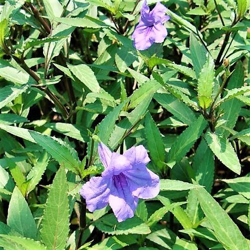 Ruellia Ciliosa, Wild Petunia (small) - www.FOP.ae Buy online Best and Healthy Plants and quality products guarantee in Dubai Plants Shop in Dubai Abu Dhabi all over UAE Plants near me Fresh Plants in Dubai where to buy plants in UAE - FOP.ae