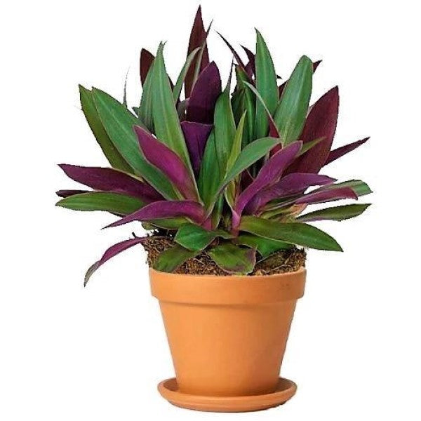 Rhoeo Discolor, Moses In The Cradle (small) - www.FOP.ae Buy online Best and Healthy Plants and quality products guarantee in Dubai Plants Shop in Dubai Abu Dhabi all over UAE Plants near me Fresh Plants in Dubai where to buy plants in UAE - FOP.ae