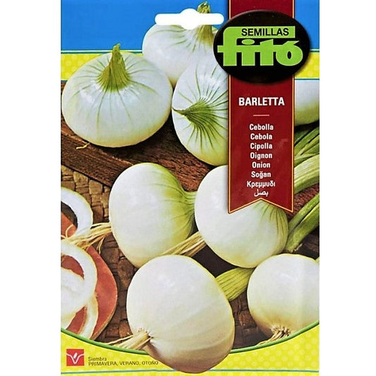Onion Barletta Seeds - www.FOP.ae Buy online Best and Healthy Plants and quality products guarantee in Dubai Plants Shop in Dubai Abu Dhabi all over UAE Plants near me Fresh Plants in Dubai where to buy plants in UAE - FOP.ae