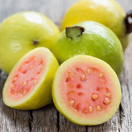 Guava Tree, Psidium Guajava - www.FOP.ae Buy online Best and Healthy Plants and quality products guarantee in Dubai Plants Shop in Dubai Abu Dhabi all over UAE Plants near me Fresh Plants in Dubai where to buy plants in UAE - FOP.ae