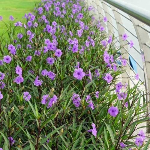 Ruellia Ciliosa, Wild Petunia (small) - www.FOP.ae Buy online Best and Healthy Plants and quality products guarantee in Dubai Plants Shop in Dubai Abu Dhabi all over UAE Plants near me Fresh Plants in Dubai where to buy plants in UAE - FOP.ae