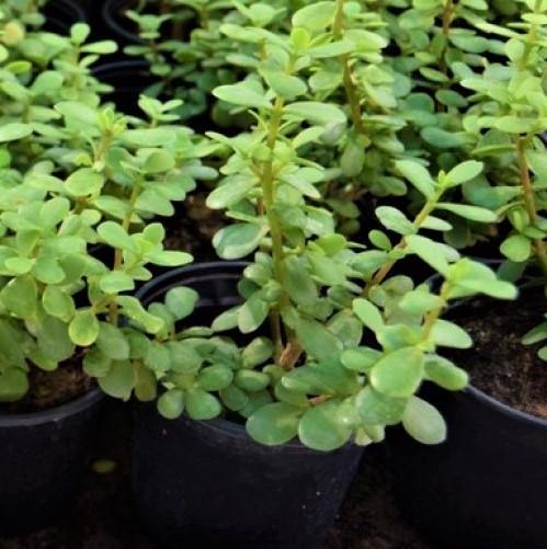 Portulacaria Afra, Elephant Bush - www.FOP.ae Buy online Best and Healthy Plants and quality products guarantee in Dubai Plants Shop in Dubai Abu Dhabi all over UAE Plants near me Fresh Plants in Dubai where to buy plants in UAE - FOP.ae