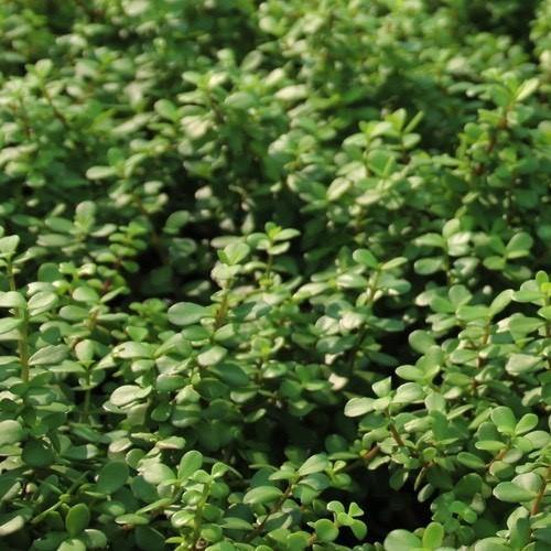 Portulacaria Afra, Elephant Bush - www.FOP.ae Buy online Best and Healthy Plants and quality products guarantee in Dubai Plants Shop in Dubai Abu Dhabi all over UAE Plants near me Fresh Plants in Dubai where to buy plants in UAE - FOP.ae