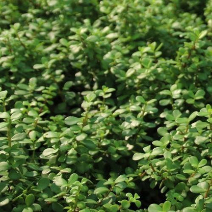 Portulacaria Afra, Elephant Bush - www.FOP.ae Buy online Best and Healthy Plants and quality products guarantee in Dubai Plants Shop in Dubai Abu Dhabi all over UAE Plants near me Fresh Plants in Dubai where to buy plants in UAE - FOP.ae