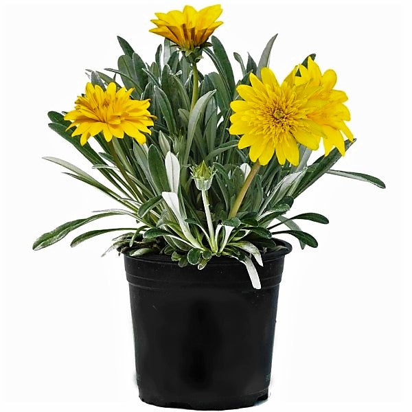 Gazania Uniflora, Treasure Flower (small) - www.FOP.ae Buy online Best and Healthy Plants and quality products guarantee in Dubai Plants Shop in Dubai Abu Dhabi all over UAE Plants near me Fresh Plants in Dubai where to buy plants in UAE - FOP.ae