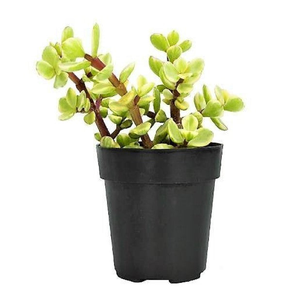 Portulacaria Afra, Elephant Bush - www.FOP.ae Buy online Best and Healthy Plants and quality products guarantee in Dubai Plants Shop in Dubai Abu Dhabi all over UAE Plants near me Fresh Plants in Dubai where to buy plants in UAE - FOP.ae