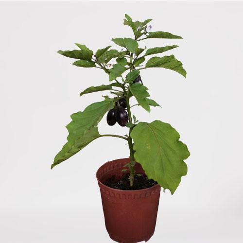 Eggplant - www.FOP.ae Buy online Best and Healthy Plants and quality products guarantee in Dubai Plants Shop in Dubai Abu Dhabi all over UAE Plants near me Fresh Plants in Dubai where to buy plants in UAE - FOP.ae