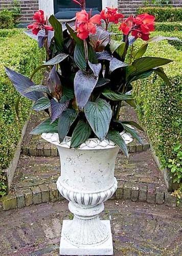 Canna Indica, Purpurea - www.FOP.ae Buy online Best and Healthy Plants and quality products guarantee in Dubai Plants Shop in Dubai Abu Dhabi all over UAE Plants near me Fresh Plants in Dubai where to buy plants in UAE - FOP.ae