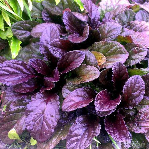 Ajuga Reptans, Bugleherb (small) - www.FOP.ae Buy online Best and Healthy Plants and quality products guarantee in Dubai Plants Shop in Dubai Abu Dhabi all over UAE Plants near me Fresh Plants in Dubai where to buy plants in UAE - FOP.ae