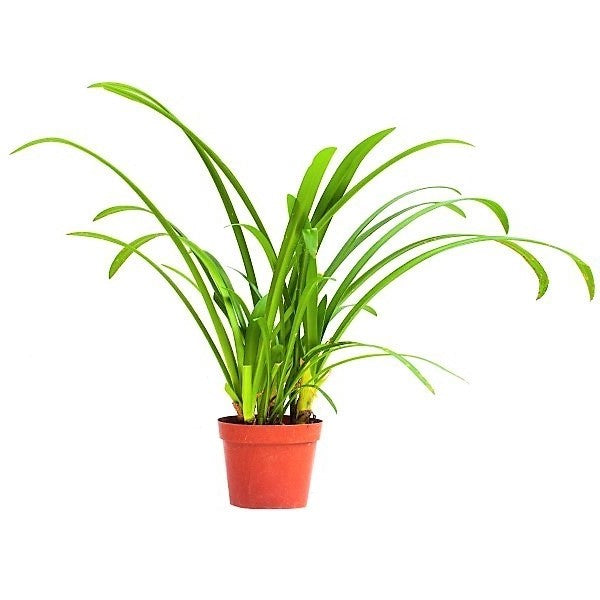 Spider Lily, Hymenocallis Littoralis, Lilly - www.FOP.ae Buy online Best and Healthy Plants and quality products guarantee in Dubai Plants Shop in Dubai Abu Dhabi all over UAE Plants near me Fresh Plants in Dubai where to buy plants in UAE - FOP.ae