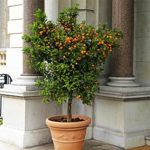 Citrus mitis, Chinese oranges - www.FOP.ae Buy online Best and Healthy Plants and quality products guarantee in Dubai Plants Shop in Dubai Abu Dhabi all over UAE Plants near me Fresh Plants in Dubai where to buy plants in UAE - FOP.ae