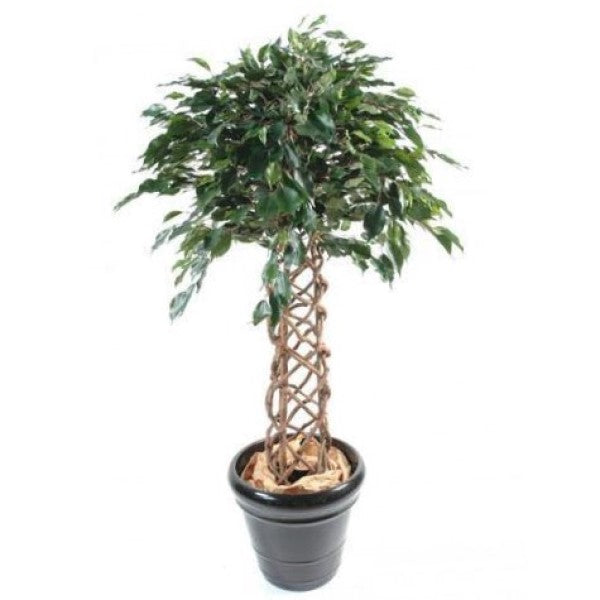 Ficus Panda Cage Shape - www.FOP.ae Buy online Best and Healthy Plants and quality products guarantee in Dubai Plants Shop in Dubai Abu Dhabi all over UAE Plants near me Fresh Plants in Dubai where to buy plants in UAE - FOP.ae