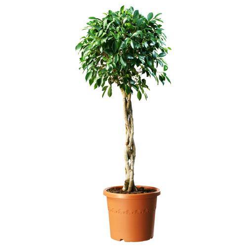 Ficus diversifolia twisted trunk topiary - www.FOP.ae Buy online Best and Healthy Plants and quality products guarantee in Dubai Plants Shop in Dubai Abu Dhabi all over UAE Plants near me Fresh Plants in Dubai where to buy plants in UAE - FOP.ae