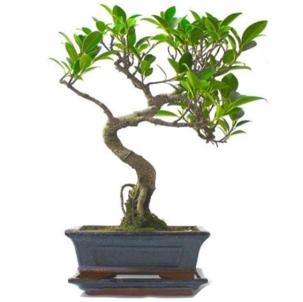 Ficus S Bonsai - www.FOP.ae Buy online Best and Healthy Plants and quality products guarantee in Dubai Plants Shop in Dubai Abu Dhabi all over UAE Plants near me Fresh Plants in Dubai where to buy plants in UAE - FOP.ae