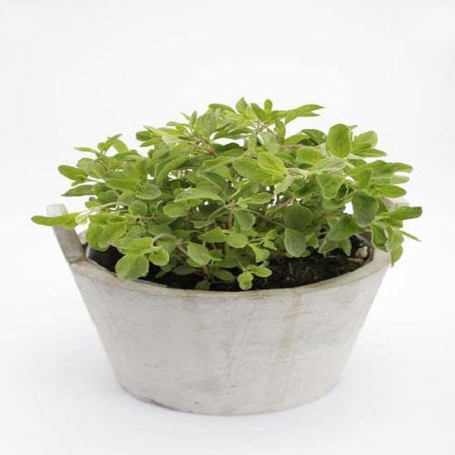 Sweet Marjoram - www.FOP.ae Buy online Best and Healthy Plants and quality products guarantee in Dubai Plants Shop in Dubai Abu Dhabi all over UAE Plants near me Fresh Plants in Dubai where to buy plants in UAE - FOP.ae