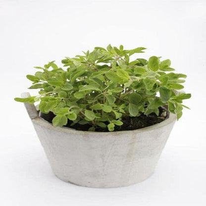 Sweet Marjoram - www.FOP.ae Buy online Best and Healthy Plants and quality products guarantee in Dubai Plants Shop in Dubai Abu Dhabi all over UAE Plants near me Fresh Plants in Dubai where to buy plants in UAE - FOP.ae