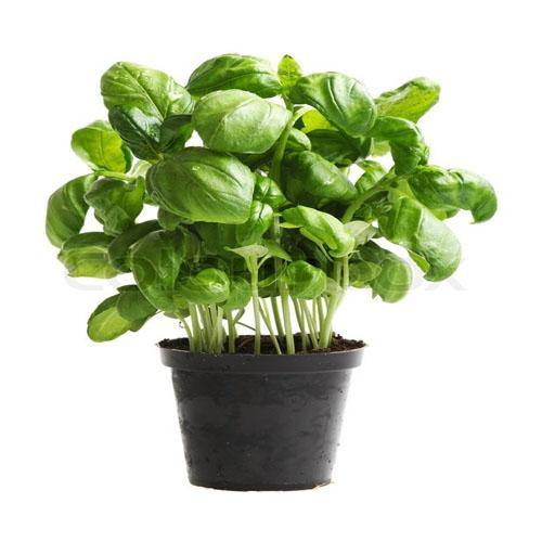 Ocimum Basilicum, Sweet Basil, Sweet Genovese - www.FOP.ae Buy online Best and Healthy Plants and quality products guarantee in Dubai Plants Shop in Dubai Abu Dhabi all over UAE Plants near me Fresh Plants in Dubai where to buy plants in UAE - FOP.ae