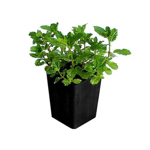 Mint Plant, Mentha - www.FOP.ae Buy online Best and Healthy Plants and quality products guarantee in Dubai Plants Shop in Dubai Abu Dhabi all over UAE Plants near me Fresh Plants in Dubai where to buy plants in UAE - FOP.ae