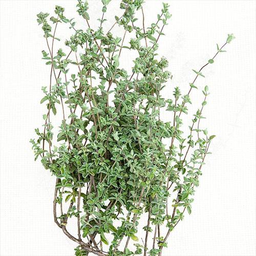 Zaatar Herb Thyme - www.FOP.ae Buy online Best and Healthy Plants and quality products guarantee in Dubai Plants Shop in Dubai Abu Dhabi all over UAE Plants near me Fresh Plants in Dubai where to buy plants in UAE - FOP.ae