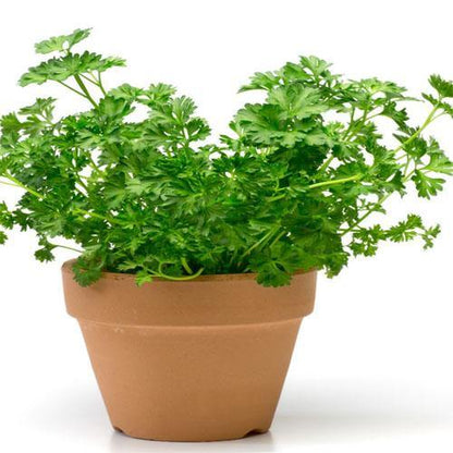 Parsley Plant - www.FOP.ae Buy online Best and Healthy Plants and quality products guarantee in Dubai Plants Shop in Dubai Abu Dhabi all over UAE Plants near me Fresh Plants in Dubai where to buy plants in UAE - FOP.ae