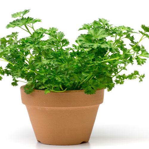 Parsley Plant - www.FOP.ae Buy online Best and Healthy Plants and quality products guarantee in Dubai Plants Shop in Dubai Abu Dhabi all over UAE Plants near me Fresh Plants in Dubai where to buy plants in UAE - FOP.ae