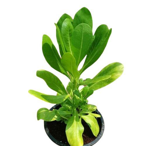 Scaevola frutescens, Vahl Beach Naupaka, Hawaiian Half Flower, Sea Lettuce - www.FOP.ae Buy online Best and Healthy Plants and quality products guarantee in Dubai Plants Shop in Dubai Abu Dhabi all over UAE Plants near me Fresh Plants in Dubai where to buy plants in UAE - FOP.ae
