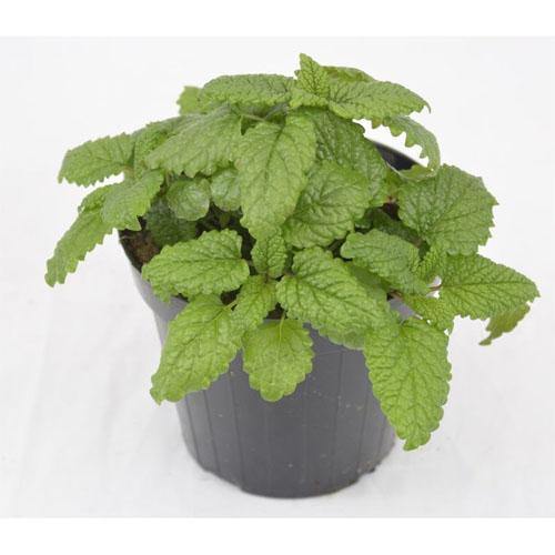 Melissa, Balm Mint - www.FOP.ae Buy online Best and Healthy Plants and quality products guarantee in Dubai Plants Shop in Dubai Abu Dhabi all over UAE Plants near me Fresh Plants in Dubai where to buy plants in UAE - FOP.ae
