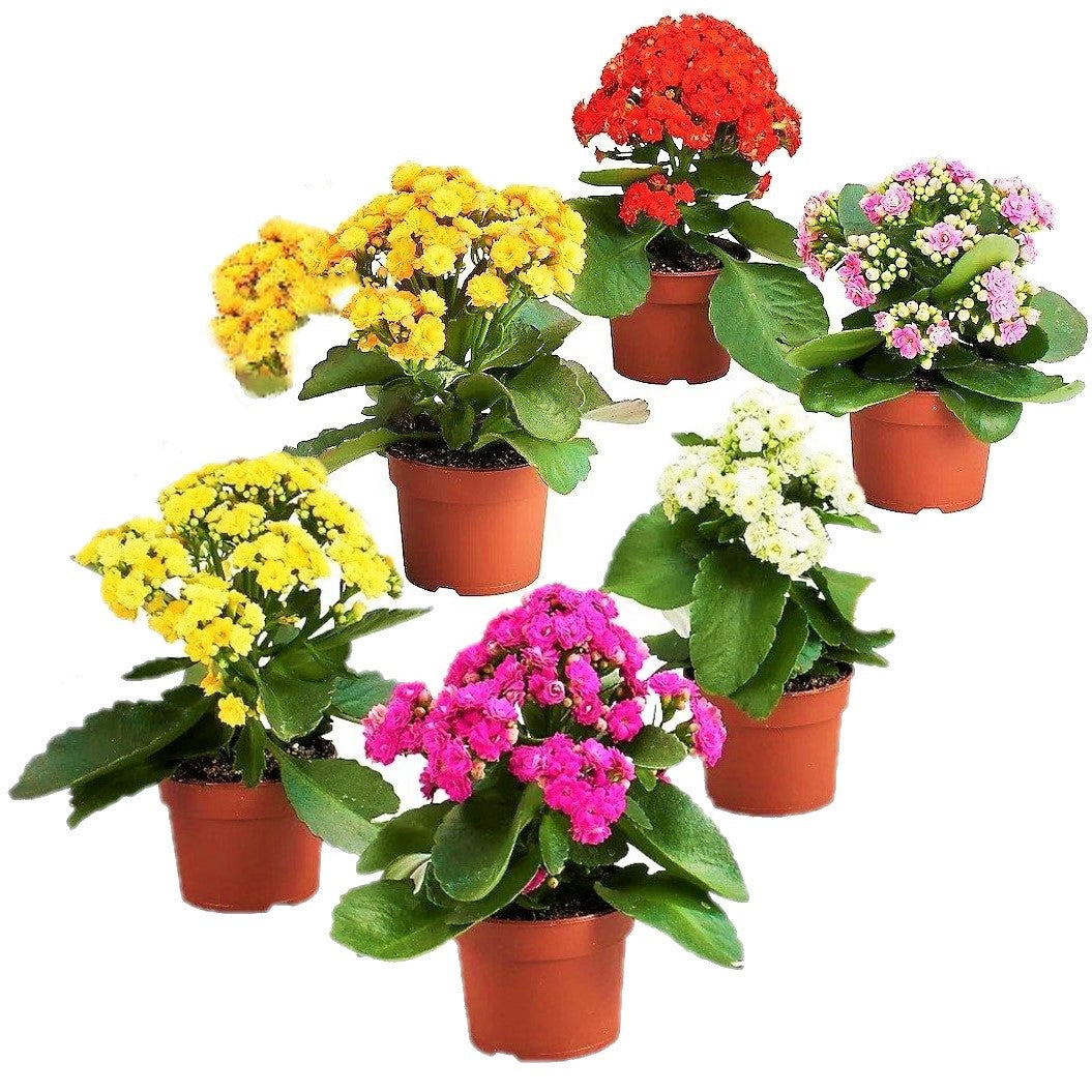 Flaming Katy, Kalanchoe blossfeldiana, indoor - www.FOP.ae Buy online Best and Healthy Plants and quality products guarantee in Dubai Plants Shop in Dubai Abu Dhabi all over UAE Plants near me Fresh Plants in Dubai where to buy plants in UAE - FOP.ae
