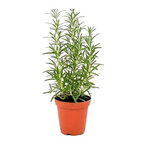 Rosmarinus Officialis, Rosemary Herb Outdoor - www.FOP.ae Buy online Best and Healthy Plants and quality products guarantee in Dubai Plants Shop in Dubai Abu Dhabi all over UAE Plants near me Fresh Plants in Dubai where to buy plants in UAE - FOP.ae