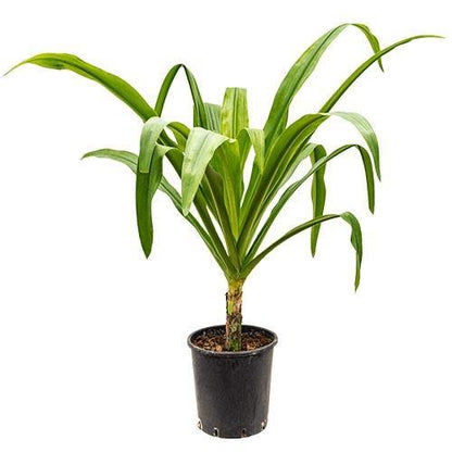 Crinum asiaticum, Spider lily or Seashore lily - www.FOP.ae Buy online Best and Healthy Plants and quality products guarantee in Dubai Plants Shop in Dubai Abu Dhabi all over UAE Plants near me Fresh Plants in Dubai where to buy plants in UAE - FOP.ae