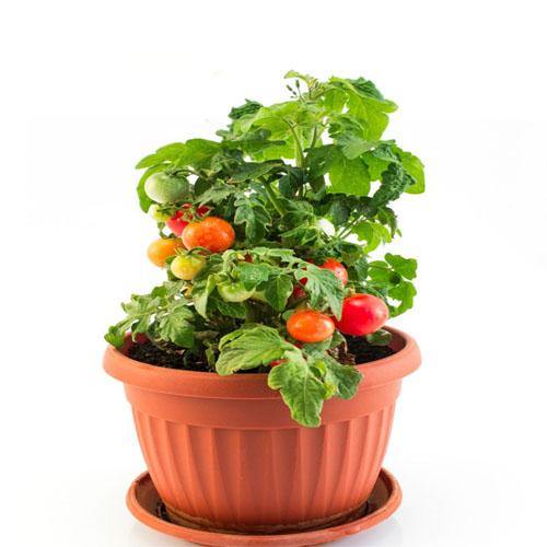 Cherry Tomato Plant - www.FOP.ae Buy online Best and Healthy Plants and quality products guarantee in Dubai Plants Shop in Dubai Abu Dhabi all over UAE Plants near me Fresh Plants in Dubai where to buy plants in UAE - FOP.ae