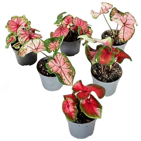 Caladiums or Angel Wings Small - www.FOP.ae Buy online Best and Healthy Plants and quality products guarantee in Dubai Plants Shop in Dubai Abu Dhabi all over UAE Plants near me Fresh Plants in Dubai where to buy plants in UAE - FOP.ae