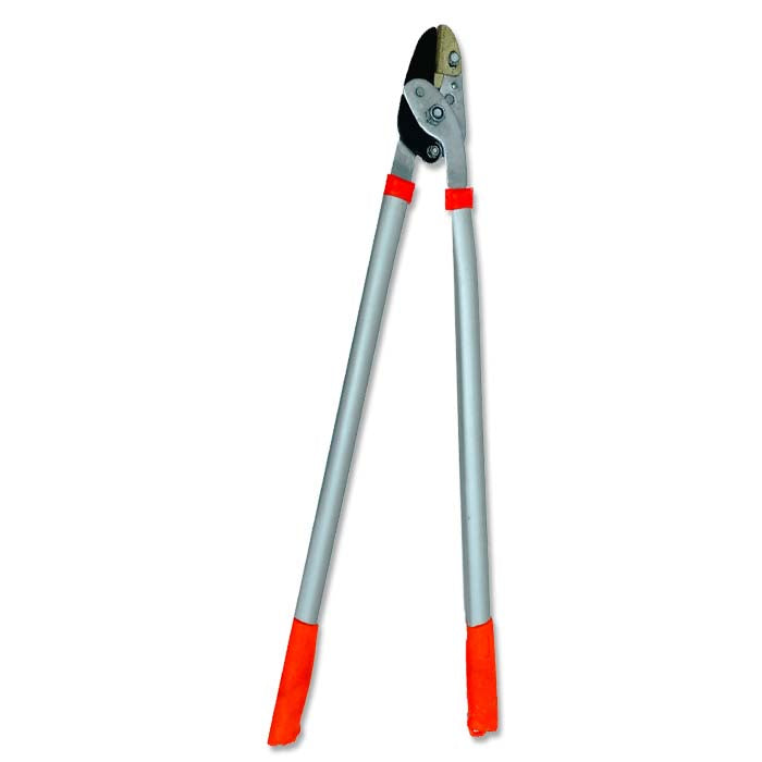 Cutter - www.FOP.ae Buy online Best and Healthy Plants and quality products guarantee in Dubai Plants Shop in Dubai Abu Dhabi all over UAE Plants near me Fresh Plants in Dubai where to buy plants in UAE - FOP.ae