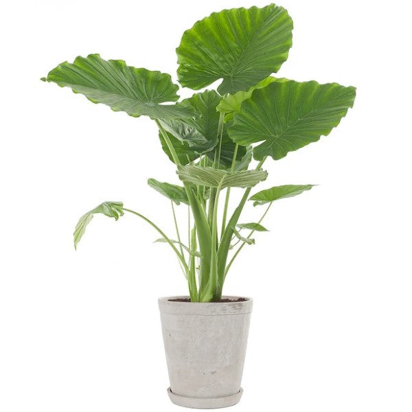 Alocasia California - www.FOP.ae Buy online Best and Healthy Plants and quality products guarantee in Dubai Plants Shop in Dubai Abu Dhabi all over UAE Plants near me Fresh Plants in Dubai where to buy plants in UAE - FOP.ae