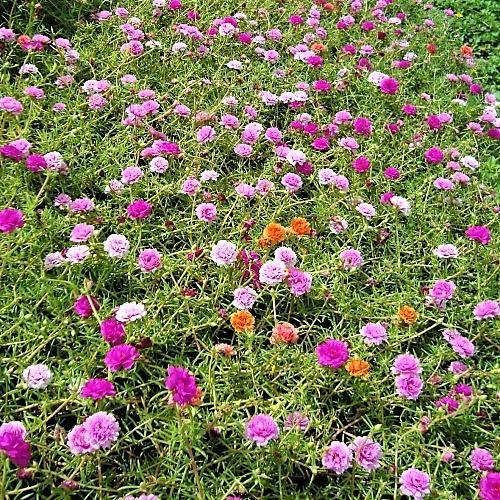 Rose Moss, Portulaca Grandiflora - www.FOP.ae Buy online Best and Healthy Plants and quality products guarantee in Dubai Plants Shop in Dubai Abu Dhabi all over UAE Plants near me Fresh Plants in Dubai where to buy plants in UAE - FOP.ae