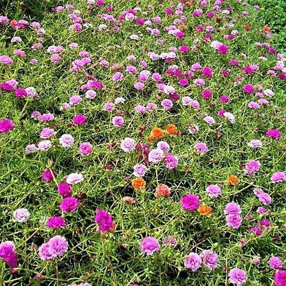 Rose Moss, Portulaca Grandiflora - www.FOP.ae Buy online Best and Healthy Plants and quality products guarantee in Dubai Plants Shop in Dubai Abu Dhabi all over UAE Plants near me Fresh Plants in Dubai where to buy plants in UAE - FOP.ae