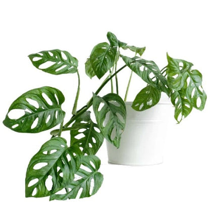 Monstera Adansonii, Swiss Cheese Plant