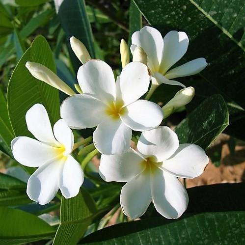 Plumeria Obtusa, Frangipani, The Temple Tree - www.FOP.ae Buy online Best and Healthy Plants and quality products guarantee in Dubai Plants Shop in Dubai Abu Dhabi all over UAE Plants near me Fresh Plants in Dubai where to buy plants in UAE - FOP.ae
