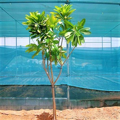 Plumeria Obtusa, Frangipani, The Temple Tree - www.FOP.ae Buy online Best and Healthy Plants and quality products guarantee in Dubai Plants Shop in Dubai Abu Dhabi all over UAE Plants near me Fresh Plants in Dubai where to buy plants in UAE - FOP.ae