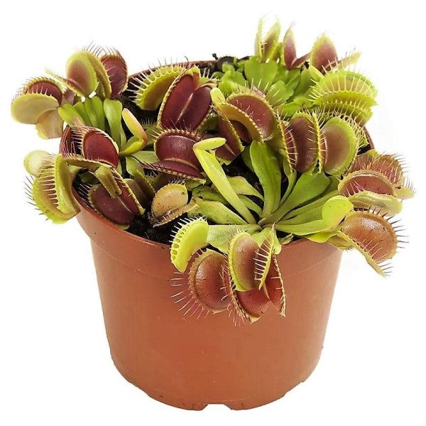 Venus Flytrap , Dionaea Muscipula - www.FOP.ae Buy online Best and Healthy Plants and quality products guarantee in Dubai Plants Shop in Dubai Abu Dhabi all over UAE Plants near me Fresh Plants in Dubai where to buy plants in UAE - FOP.ae