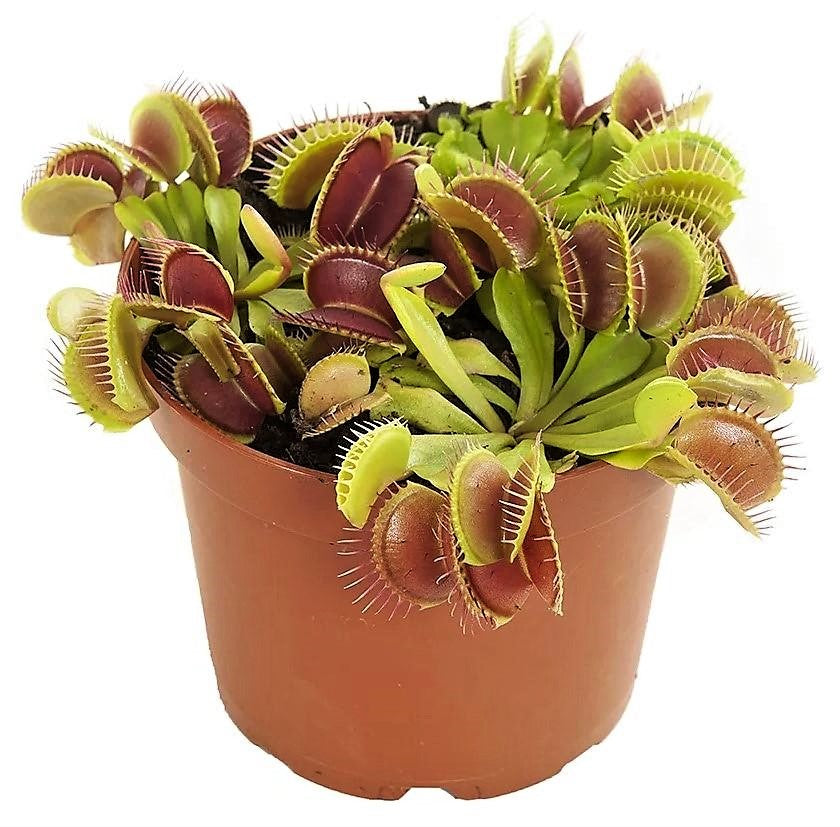 Venus Flytrap , Dionaea Muscipula - www.FOP.ae Buy online Best and Healthy Plants and quality products guarantee in Dubai Plants Shop in Dubai Abu Dhabi all over UAE Plants near me Fresh Plants in Dubai where to buy plants in UAE - FOP.ae