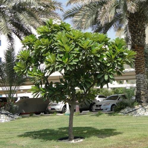 Plumeria Obtusa, Frangipani, The Temple Tree - www.FOP.ae Buy online Best and Healthy Plants and quality products guarantee in Dubai Plants Shop in Dubai Abu Dhabi all over UAE Plants near me Fresh Plants in Dubai where to buy plants in UAE - FOP.ae