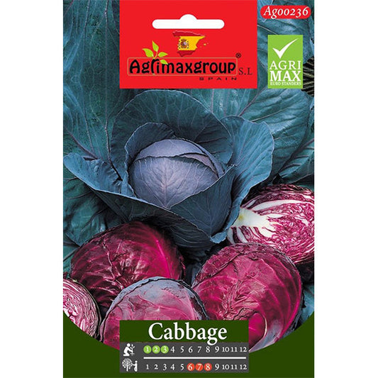 Red Cabbage Seeds - www.FOP.ae Buy online Best and Healthy Plants and quality products guarantee in Dubai Plants Shop in Dubai Abu Dhabi all over UAE Plants near me Fresh Plants in Dubai where to buy plants in UAE - FOP.ae