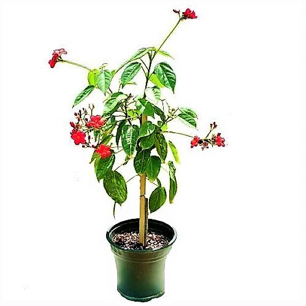 Jatropha Integerrima, Peregrine, Spicy Jatropha - www.FOP.ae Buy online Best and Healthy Plants and quality products guarantee in Dubai Plants Shop in Dubai Abu Dhabi all over UAE Plants near me Fresh Plants in Dubai where to buy plants in UAE - FOP.ae
