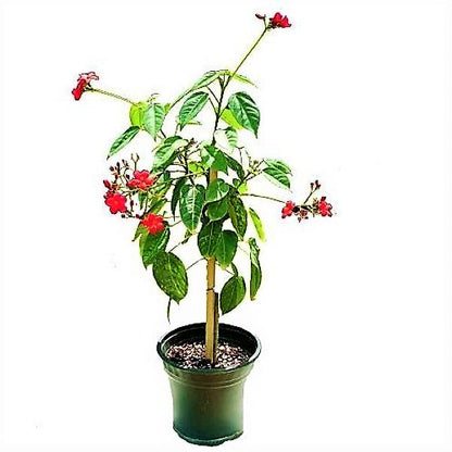 Jatropha Integerrima, Peregrine, Spicy Jatropha - www.FOP.ae Buy online Best and Healthy Plants and quality products guarantee in Dubai Plants Shop in Dubai Abu Dhabi all over UAE Plants near me Fresh Plants in Dubai where to buy plants in UAE - FOP.ae