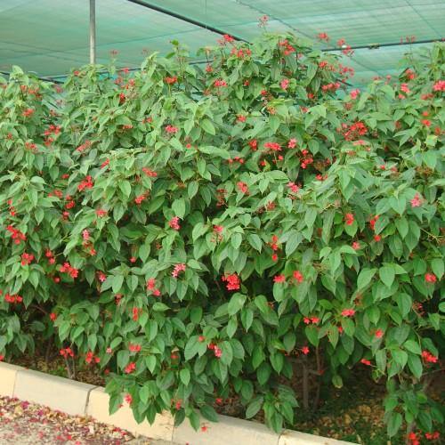 Jatropha Integerrima, Peregrine, Spicy Jatropha - www.FOP.ae Buy online Best and Healthy Plants and quality products guarantee in Dubai Plants Shop in Dubai Abu Dhabi all over UAE Plants near me Fresh Plants in Dubai where to buy plants in UAE - FOP.ae
