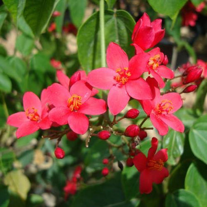 Jatropha Integerrima, Peregrine, Spicy Jatropha - www.FOP.ae Buy online Best and Healthy Plants and quality products guarantee in Dubai Plants Shop in Dubai Abu Dhabi all over UAE Plants near me Fresh Plants in Dubai where to buy plants in UAE - FOP.ae